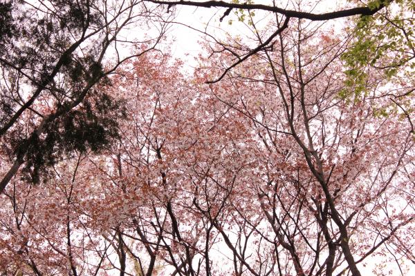 山桜が残っていました。